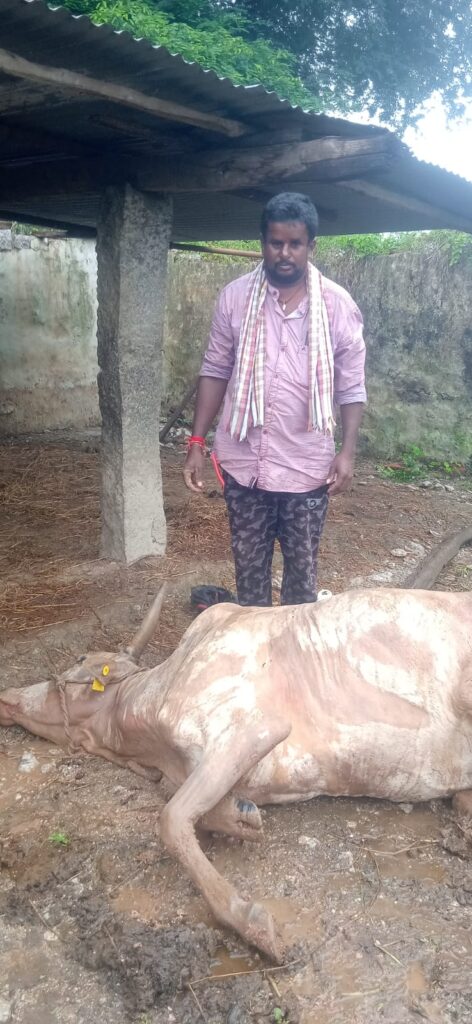 పిడుగుపాటుకు ఆవు మృత్యువాత 