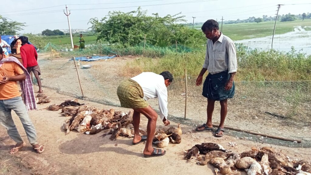 నేషనల్ హైవే రోడ్డు ప్రమాదంలో 250 బాతులు మృతి