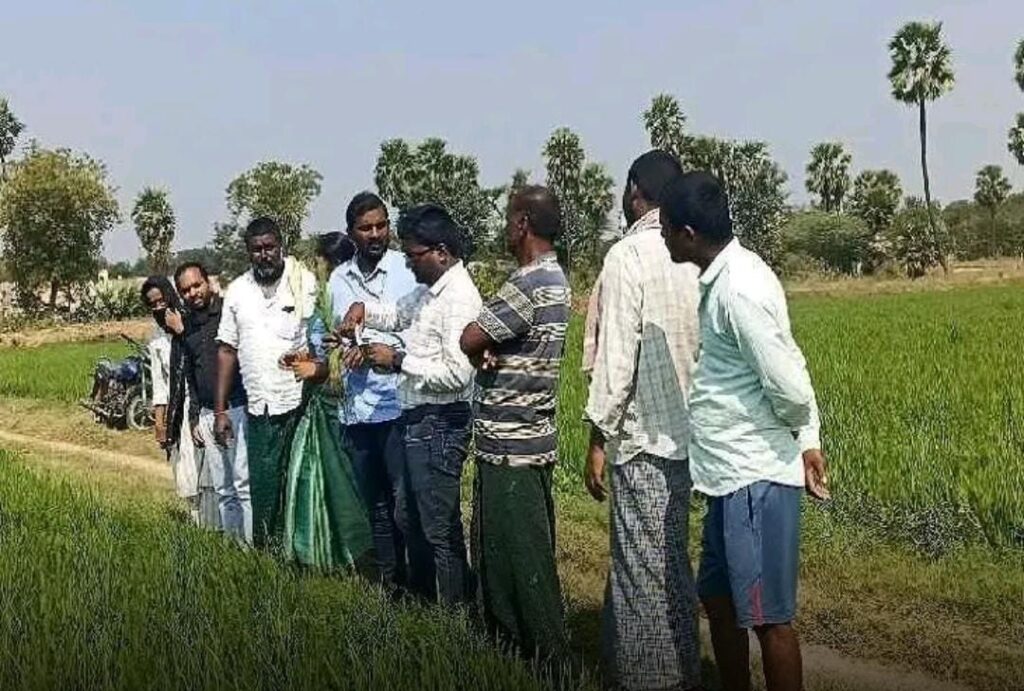 నెల రోజుల్లోనే వరి పంట కోతకొస్తుంది 