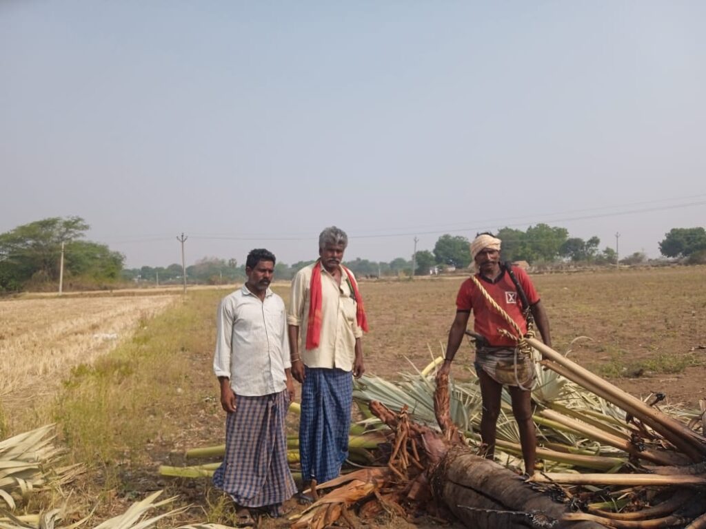 తాడి చెట్లు నరికిన వారిపై ప్రభుత్వం వెంటనే చర్య తీసుకోవాలి