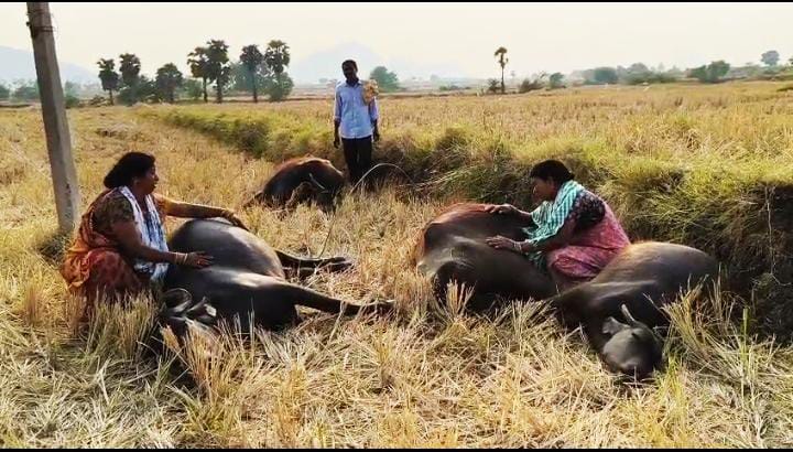 లక్ష్మీ తండాలో విద్యుత్ షాక్ తో నాలుగు గేదెల మృతి